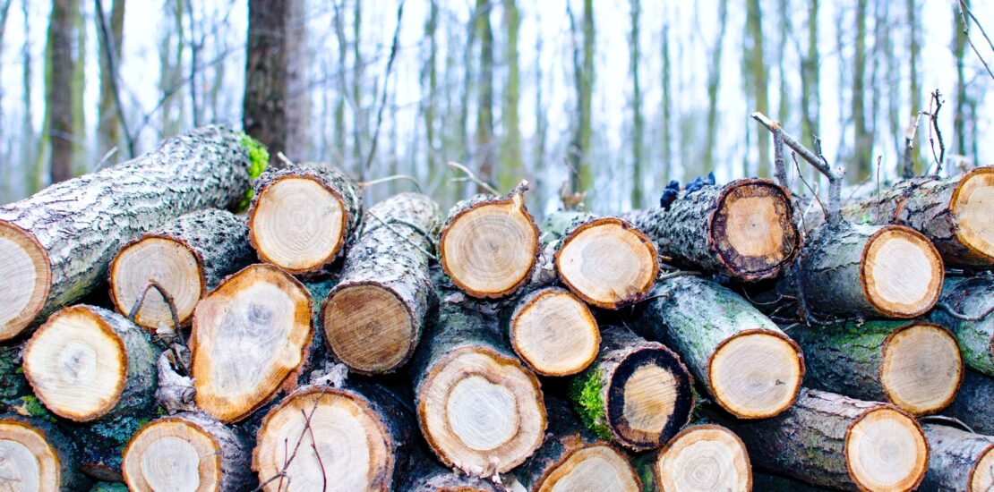 Madeira como material sustentável: explorando os aspectos ecológicos | Madebral