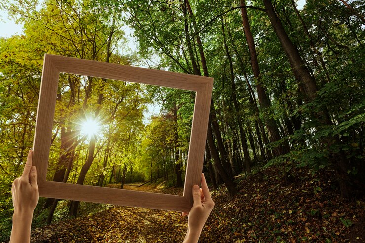 A importância da madeira para a propagação da sustentabilidade | Madebral